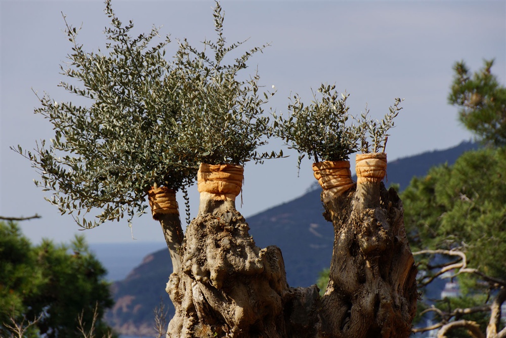 IAO Istanbul day 4 - I.A.O. Meeting - Istanbul