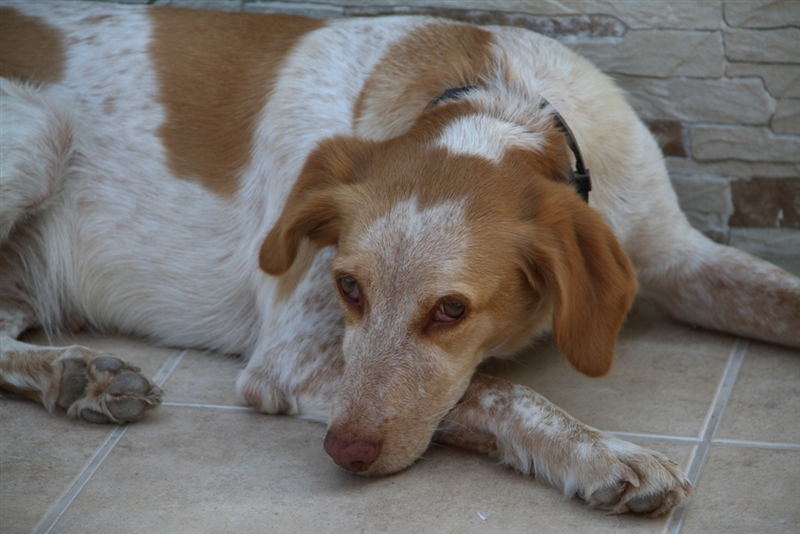 Τετράποδος fan του windsurfing - ΠΑΝΕΛΛΗΝΙΟ ΠΡΩΤΑΘΛΗΜΑ WINDSURFING FUNBOARD CLASS