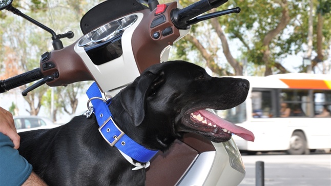 Our furry friends in the summer!