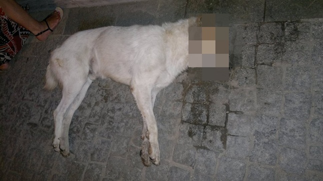 A lot of poisoned stray dogs were found in Florina