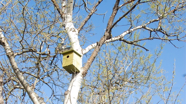 Placing wooden nests to facilitate the reproduction of two kinds...