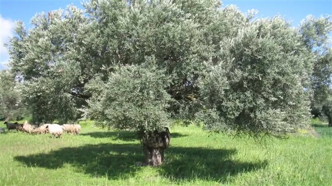 The value of olive oil and the Mediterranean diet. The importance...
