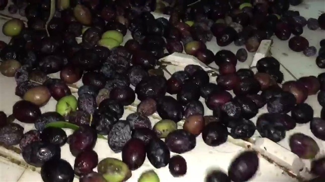 Olive! Flavors of Greece