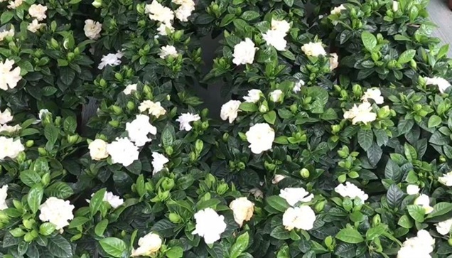 Κυριακή πρωί στην Ανθοκομική Έκθεση Περιστερίου  