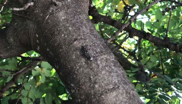 Ωδές στον τζίτζικα τον λάλο

«...Έχεις τον ήλιο στα μαλλιά σου
και το φεγγάρι στ...