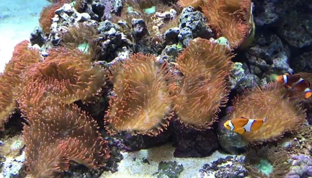 Ο Nemo και η Dory κάνουν βόλτες. Εικόνες από το ενυδρείο της...