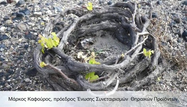 Στην άυλη πολιτιστική κληρονομιά 
ο αμπελώνας της Σαντορίνης

Στον Εθνικό Ευρετή...