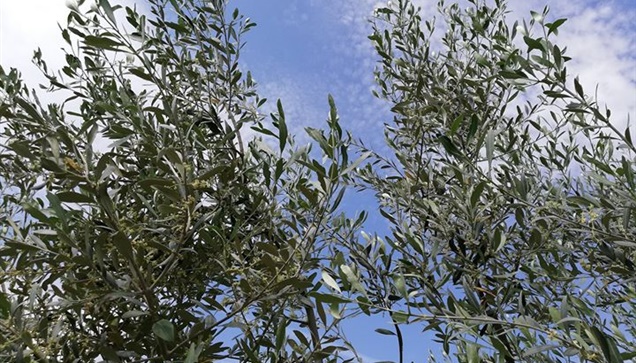 Σημαντικές ανακοικώσεις στο συνέδριο για την επιτραπέζια ελιά...