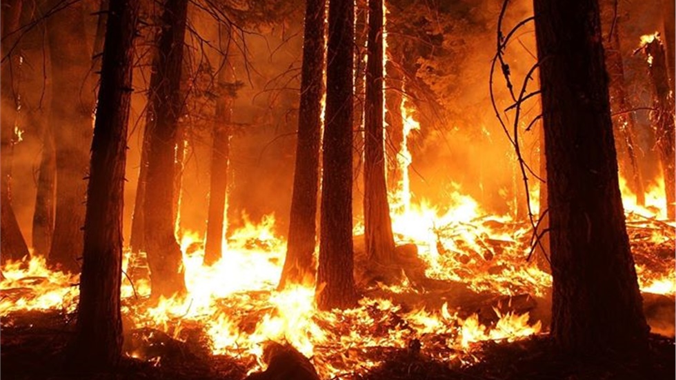 WWF: Ανέτοιμη παραμένει η Ελλάδα απέναντι στον κίνδυνο των δασικών...