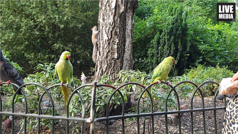 Βόλτα στο St. James's Park στο κέντρο του Λονδίνου παρέα με τους......