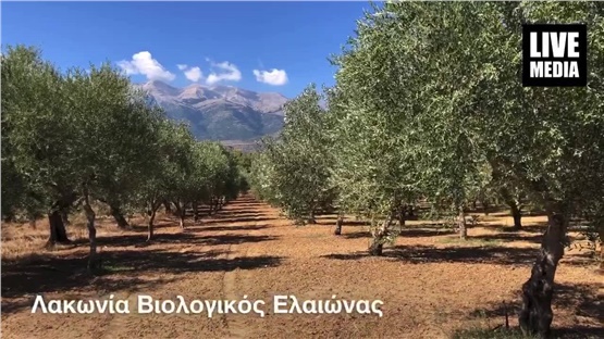 Από τη γη της Σπάρτης το καλύτερο βιολογικό ελαιόλαδο στον κόσμο!...