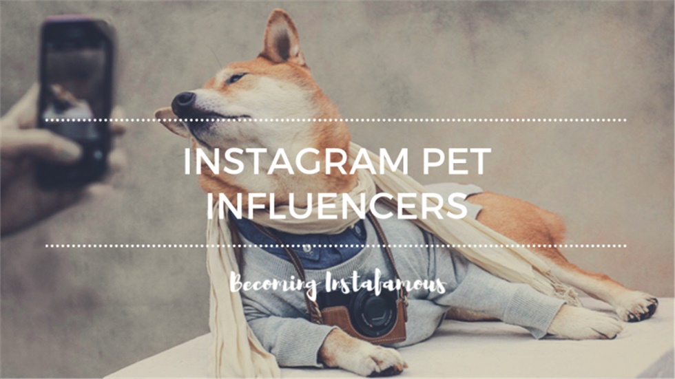 Κατοικίδια influencers κερδίζουν έως και 32.000 δολάρια για κάθε...