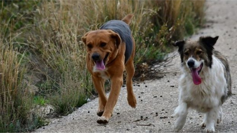 Ακήρυχτος πόλεμος με τα  Αδέσποτα σκυλιά στην Θεσσαλονίκη. Ακόμη...