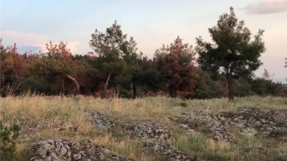 Ελεύθερη από σήμερα το πρωί η πρόσβαση στο Σέιχ Σου και το δάσος...
