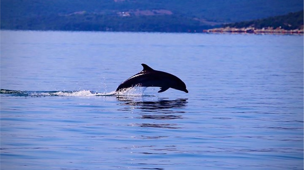 Απίστευτες εικόνες στον Υδροβιότοπο του Αμβρακικού Κόλπου αλλά...