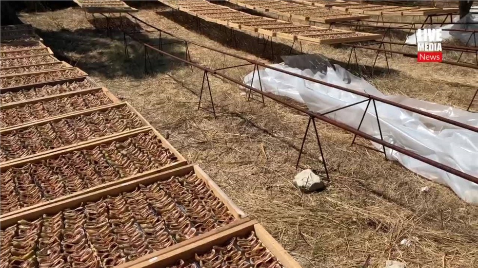 ΠΟΠ σύκα Κύμης χωρίς Αγροτικό Συνεταιρισμό  Τα σύκα Κύμης είναι...