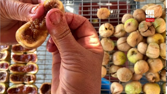 ΠΟΠ σύκα Κύμης χωρίς Αγροτικό Συνεταιρισμό