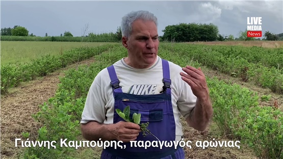 Αρώνια, η υπερτροφή με τις ευεργετικές ιδιότητες