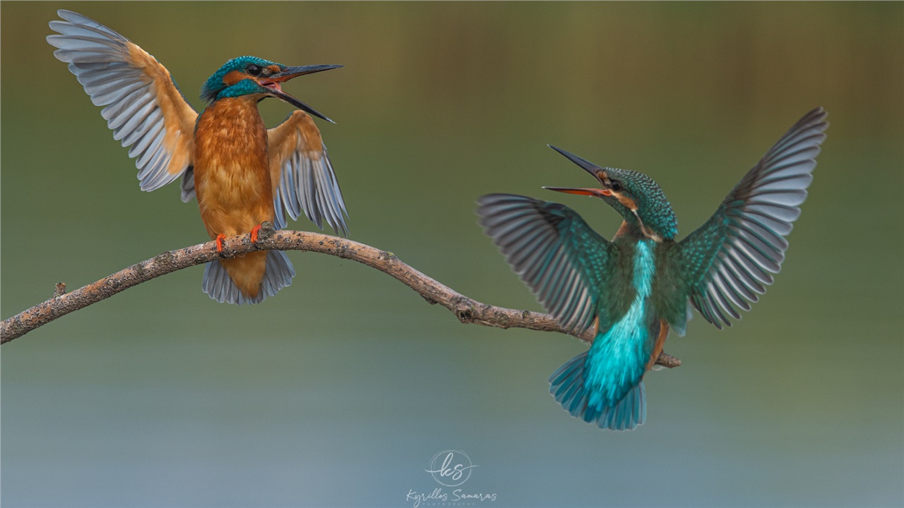 Ο καβγάς σε ένα ζευγαράκι... αλκυόνες πήρε το πρώτο βραβείο σε...
