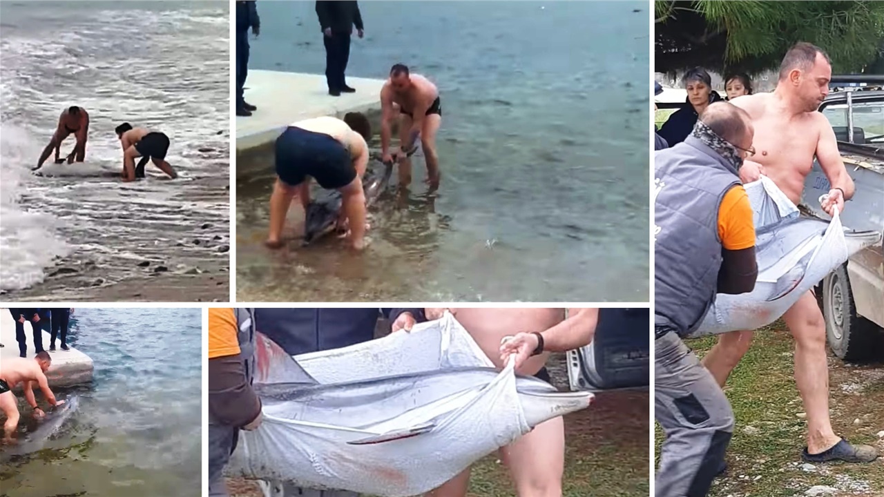 Καβάλα: Συγκινητική επιχείρηση διάσωσης δελφινιού σε παραλία...