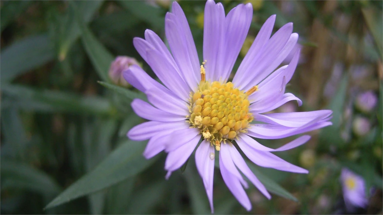 Η «μυστηριώδης» φωτογραφία ενός μωβ λουλουδιού που προσελκύει...