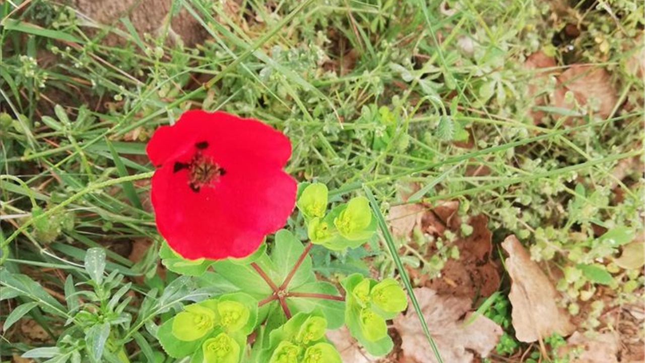 Φωτεινή Στεφανίδη: «Απρίλης 2021 με προορισμό την παπαρούνα»...