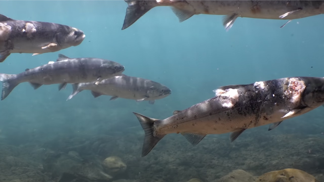 Συγκλονιστικό βίντεο: Σολομοί φέρουν «εγκαύματα» καθώς κολυμπούν...