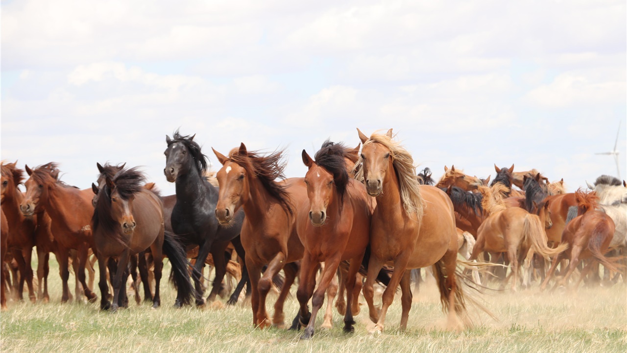 Τα σύγχρονα άλογα εξημερώθηκαν πριν 4.200 χρόνια στις στέπες...