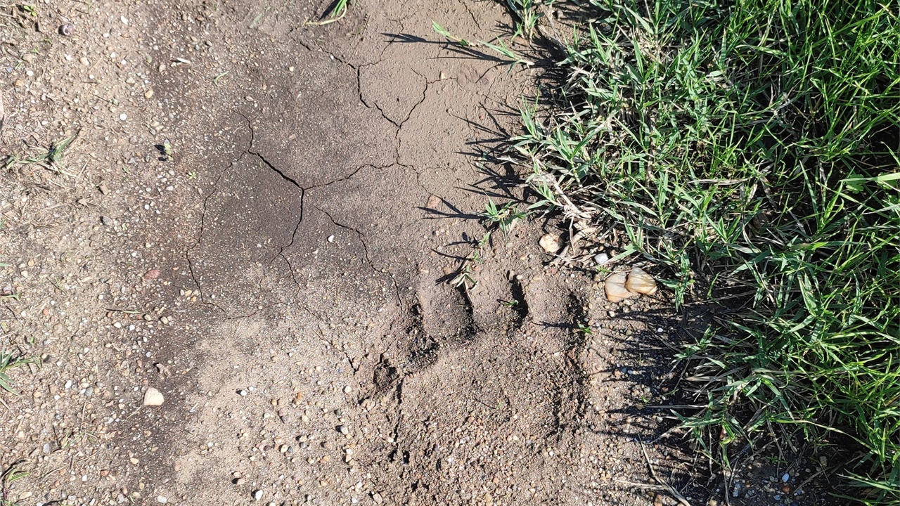 Θεσσαλονίκη: Αρκούδα κατέβηκε στις όχθες του Αξιού!