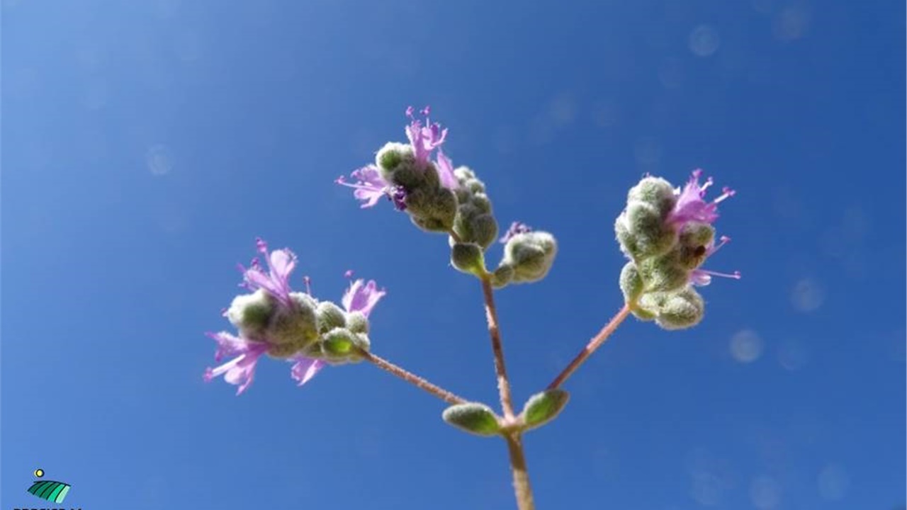 Μαλοτήρας, δίκταμο κι άλλα τρία σπάνια ενδημικά φυτά της Κρήτης...