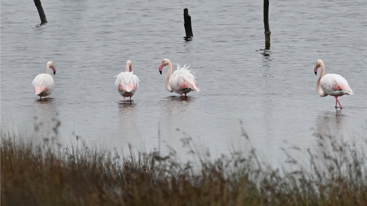 Χειμερινή καταμέτρηση των υδρόβιων πτηνών της Λέσβου - Πολυπληθέστερο...