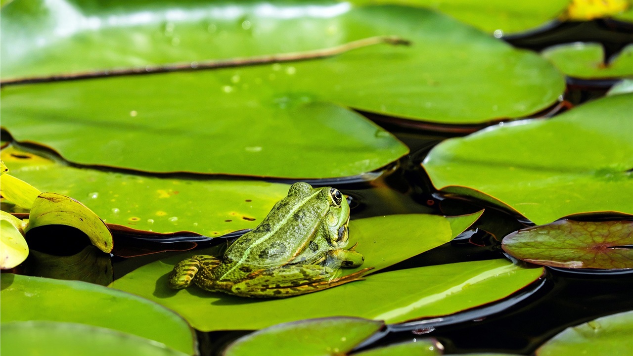 Επιστήμονες στις ΗΠΑ αναγέννησαν τα κομμένα πόδια βατράχων