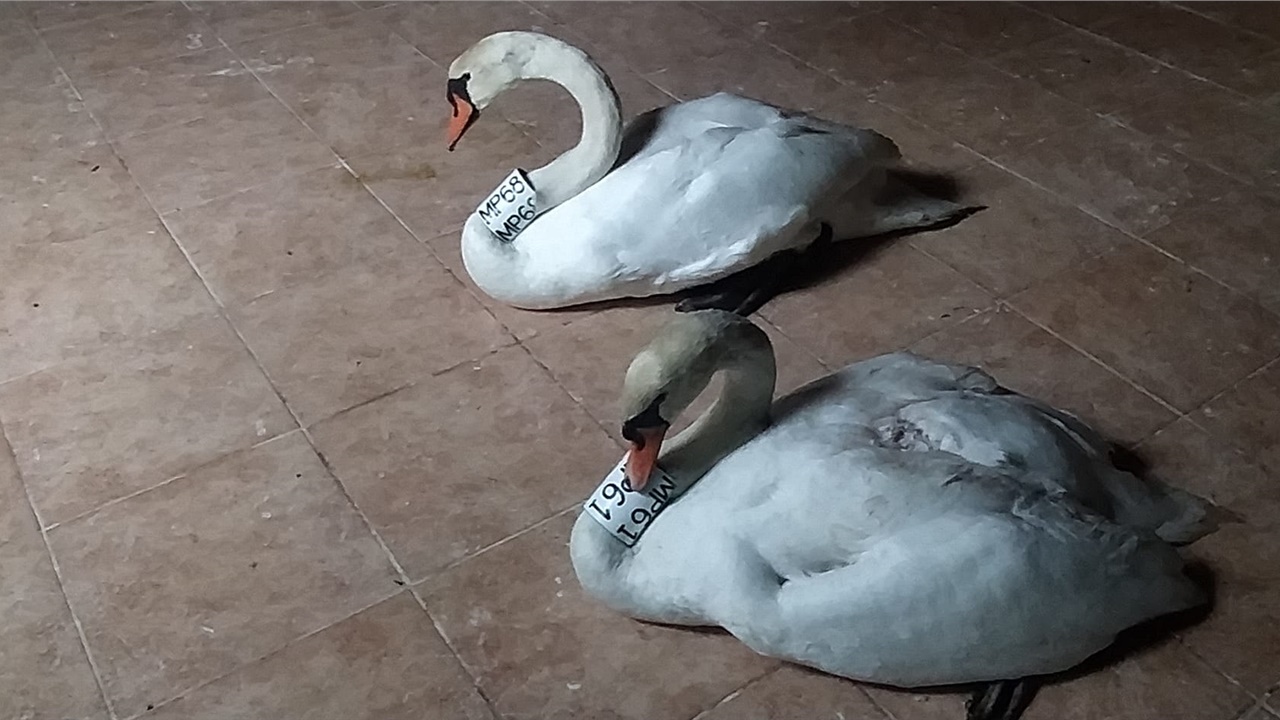Μαθήματα αγάπης και αφοσίωσης από ένα ζευγάρι κύκνων