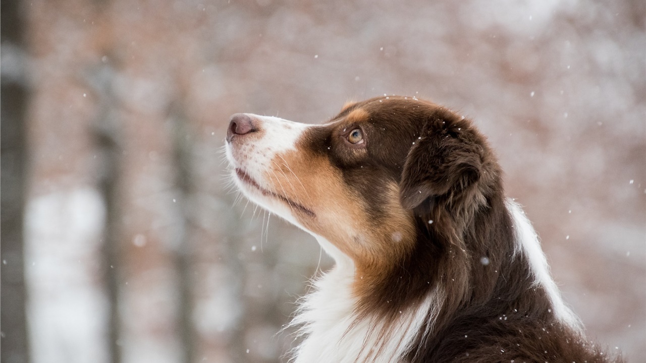 Οι σκύλοι μπορεί να θρηνούν μετά τον θάνατο του συντρόφου τους,...