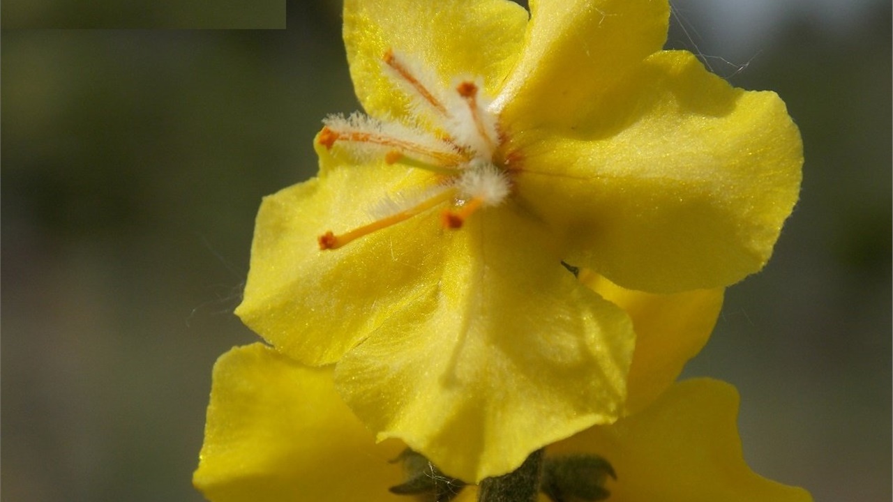 Κιλκίς: Το μοναδικό κίτρινο λουλουδάκι που φυτρώνει μόνο στην...