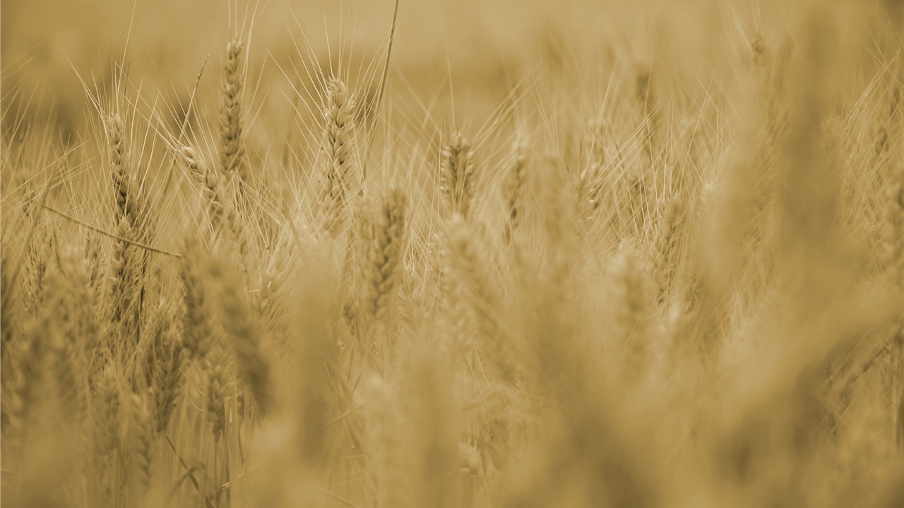 Ουκρανία και Ρωσία υπέγραψαν συμφωνία για την εξαγωγή σιτηρών