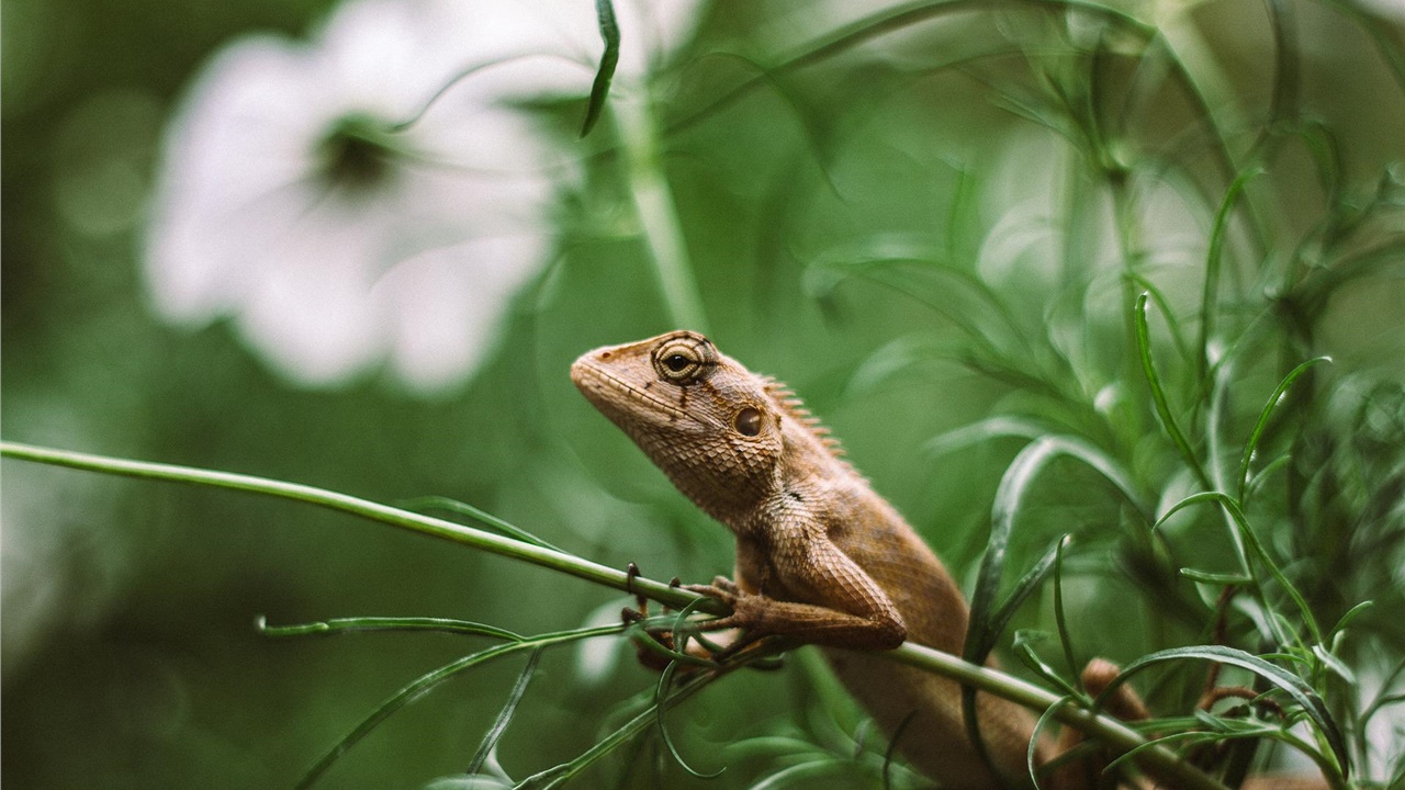 Η κλιματική αλλαγή γέννησε την εποχή των ερπετών πριν 250 εκατομμύρια...