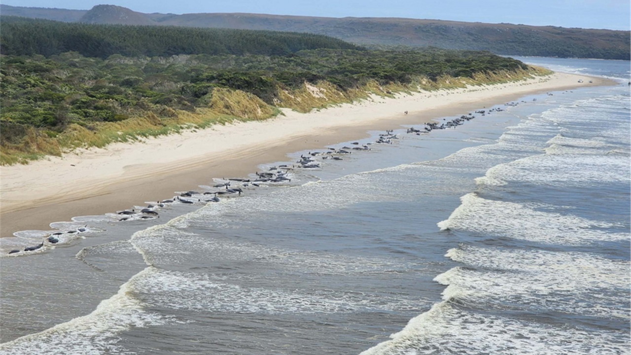Περίπου 200 από τις 230 φάλαινες που είχαν εξοκείλει σε παραλία...
