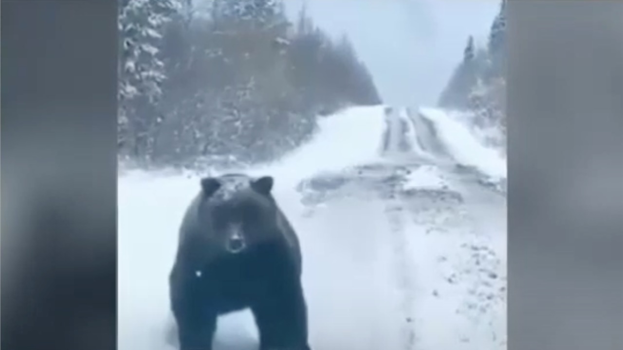 Πέλλα: Απρόσμενη συνάντηση οδηγού με αρκούδα! (Βίντεο)