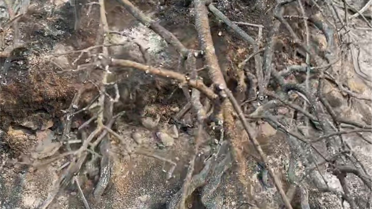 Η επόμενη μέρα του ολέθρου στον Έβρο. #Livemedia #News #Greece...