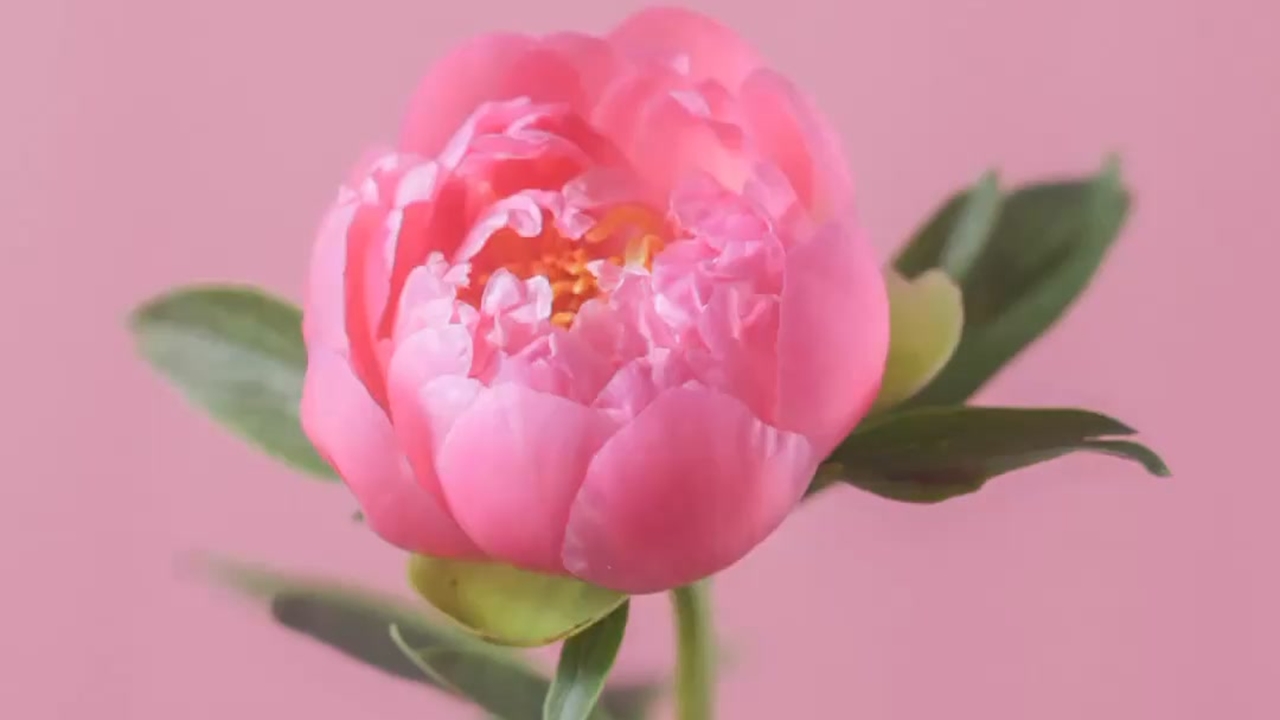 Χρόνια πολλά Μανούλες!  🤰👩 happymothersday