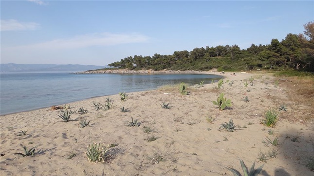 Plant cactus on the beach to make it private