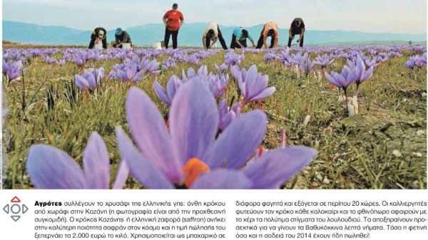 Επιστροφή στην καλλιέργεια. Κρόκος Κοζάνης στα 2.000€ το κιλό